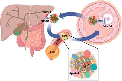 Implications of High-Density Cholesterol Metabolism for Oocyte Biology and Female Fertility